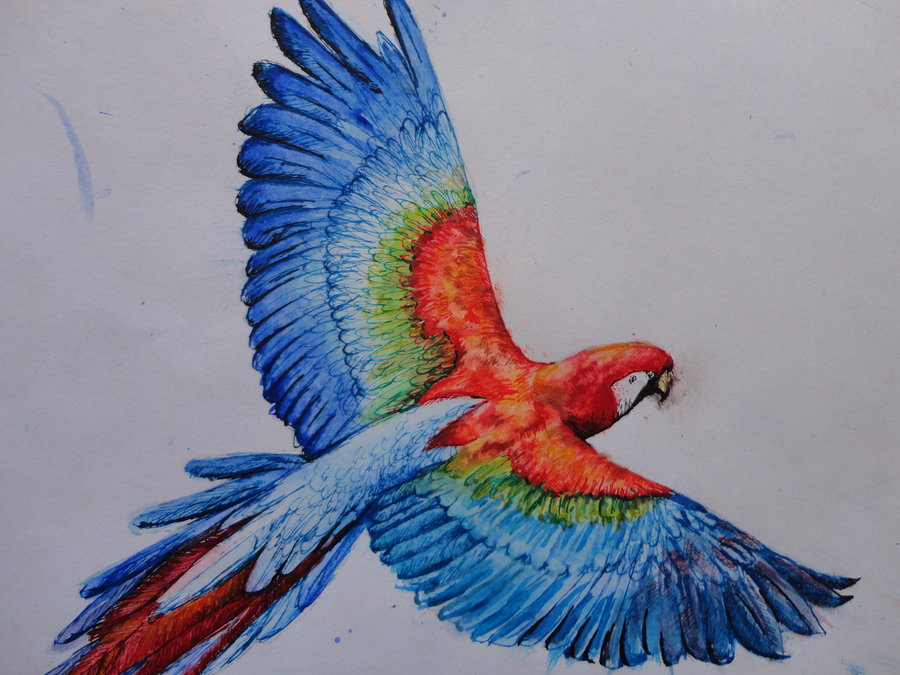 900x675 Parrot In Flight By Catherine1992