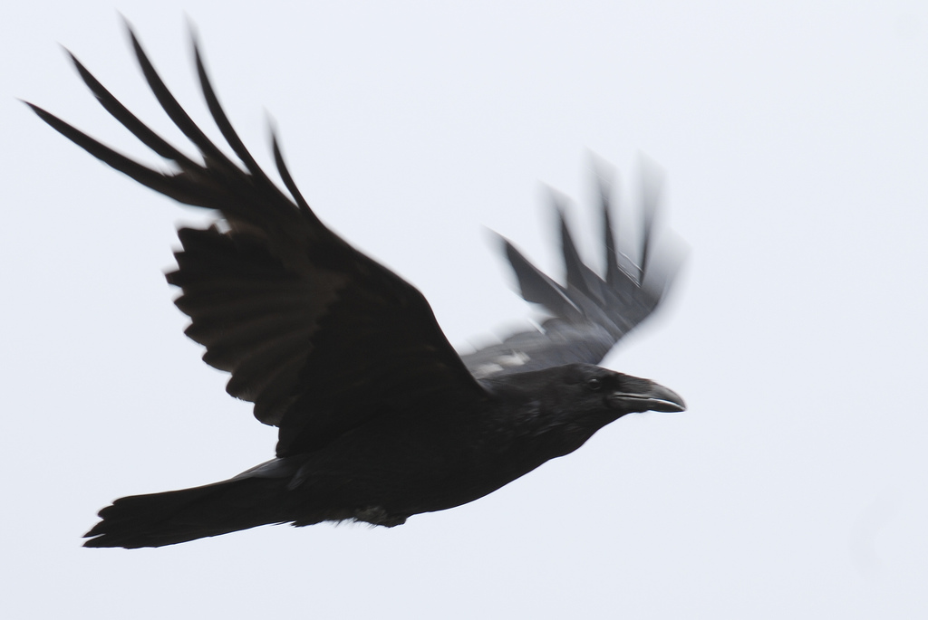 Flying Raven Drawing at GetDrawings | Free download