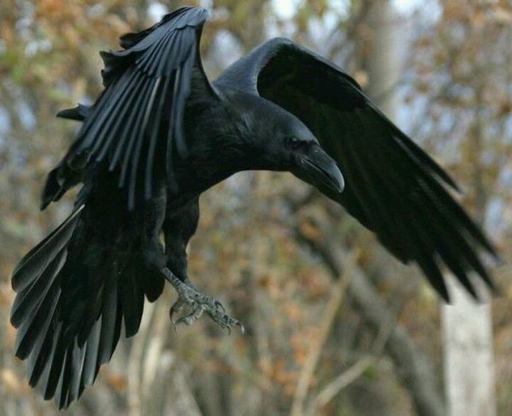 720x585 Image Result For Raven In Flight Photos Tattoo