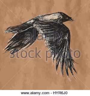 300x320 Vector Drawing Flying Crow On White Background Stock Photo