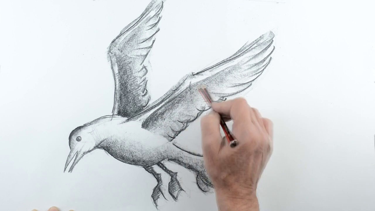 1280x720 Draw A Seagull Flying 2