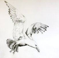 205x200 Seagull Drawing