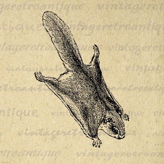 570x570 Flying Squirrel Clipart Vintage