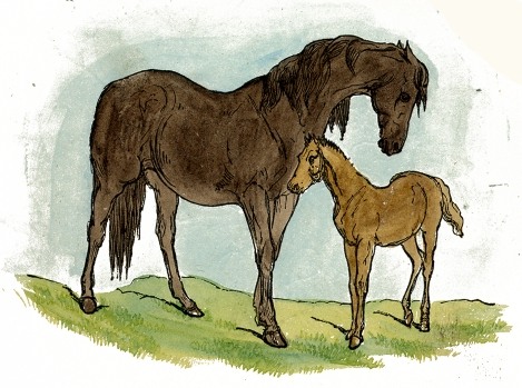 469x349 Horse Amp Foal Drawing