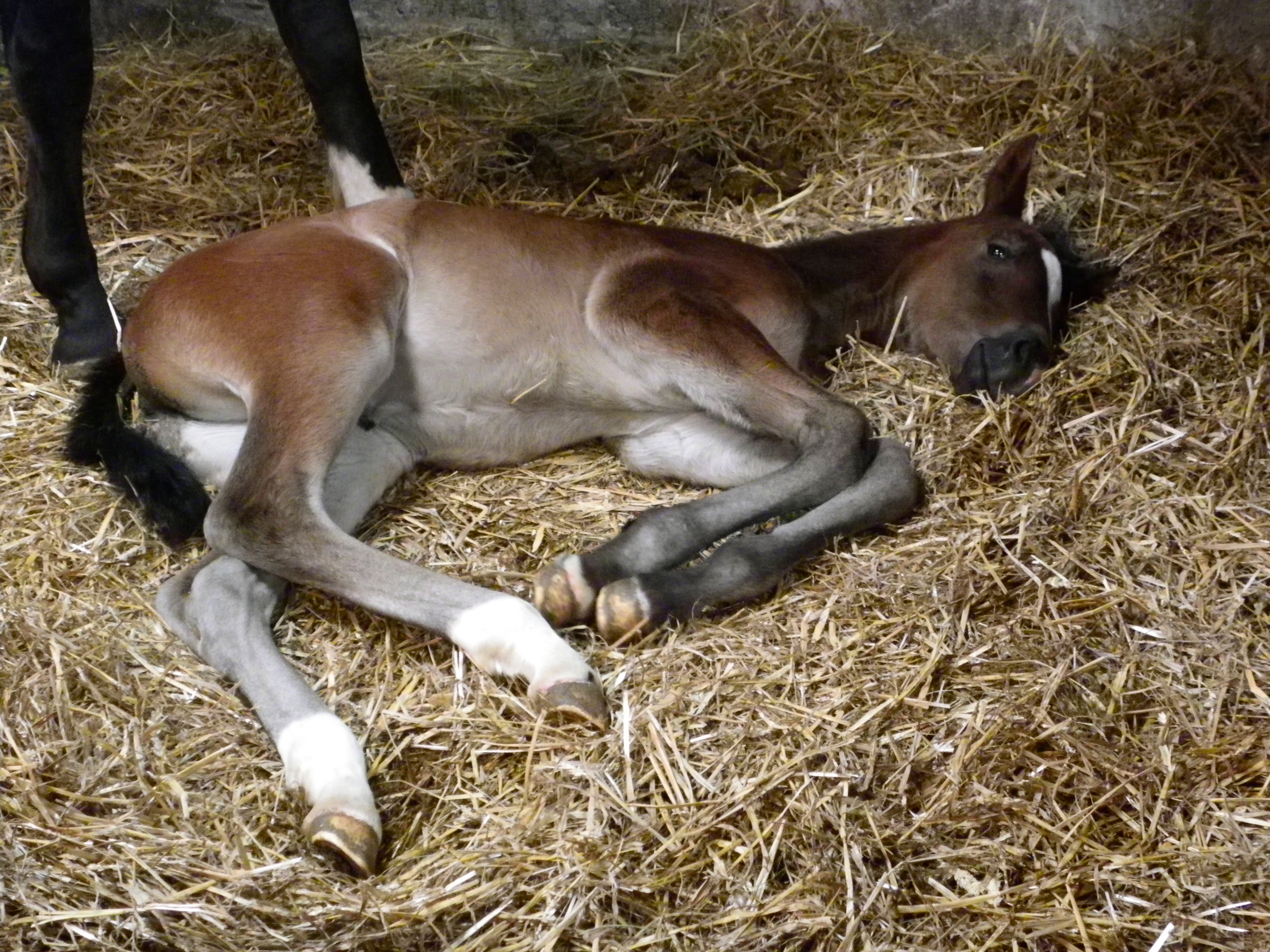 4000x3000 Light Bay Foal Lying Down Stock By Popui