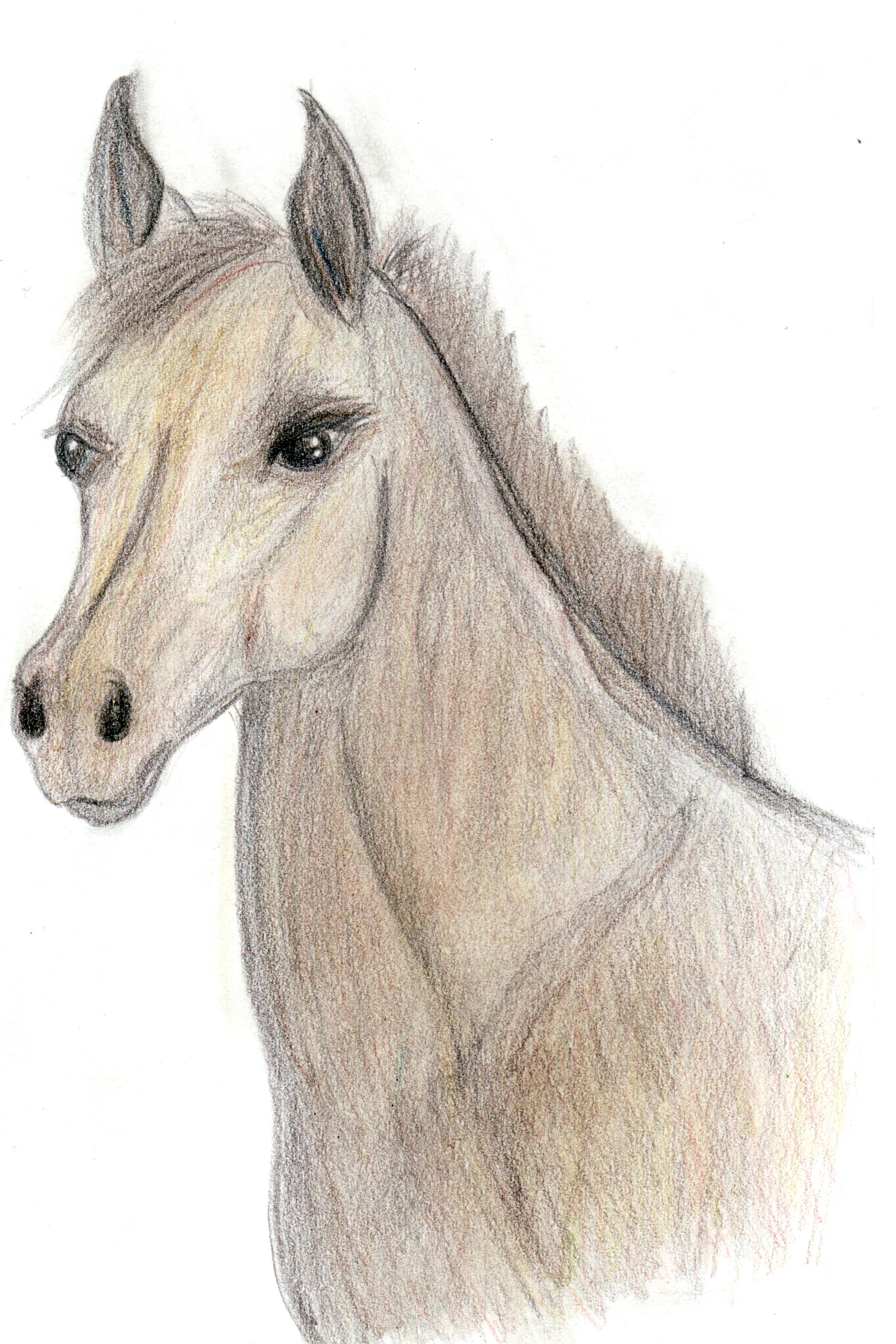 Foal Drawing at GetDrawings | Free download