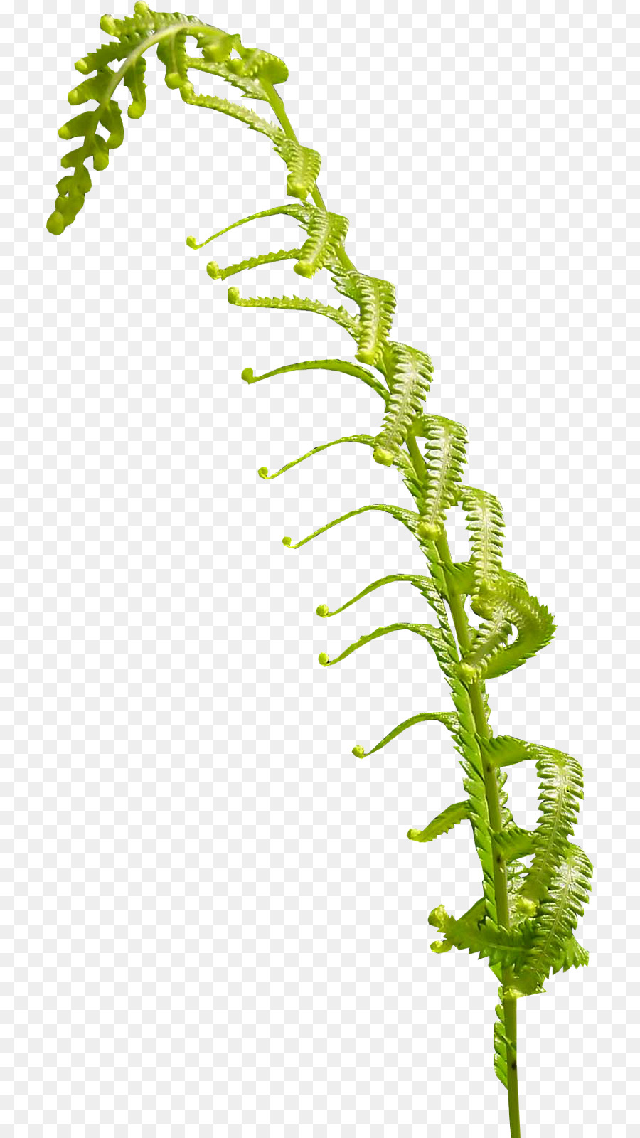 900x1600 Flower Drawing