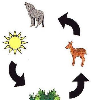 316x347 Esl Lessons Using Food Chains, Webs And Pyramids In Language