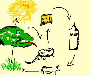 300x250 The Lizard Food Chain