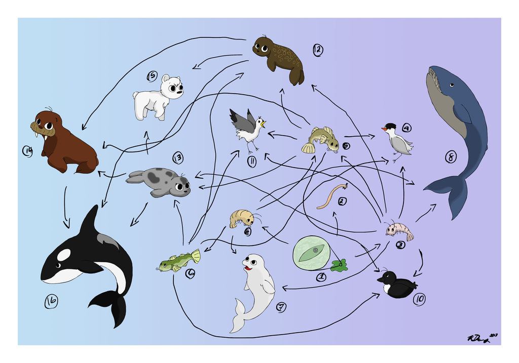 Food Web Drawing at GetDrawings | Free download