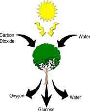 185x227 Fitting Algae Into The Food Web