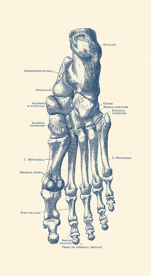 492x900 Left Foot Skeletal Diagram