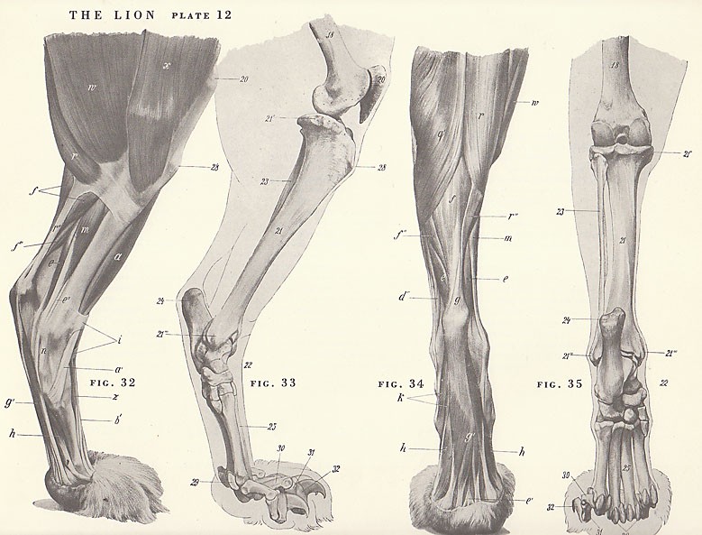 779x593 Vintage Lion Feet Paw Musculature Skeleton View By Niminsshop