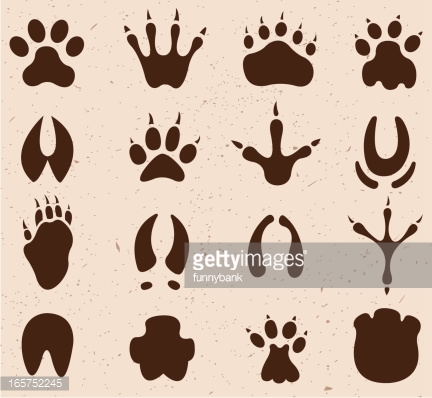 432x398 Drawing Of Vector Muddy Footprint Symbols. Footprints