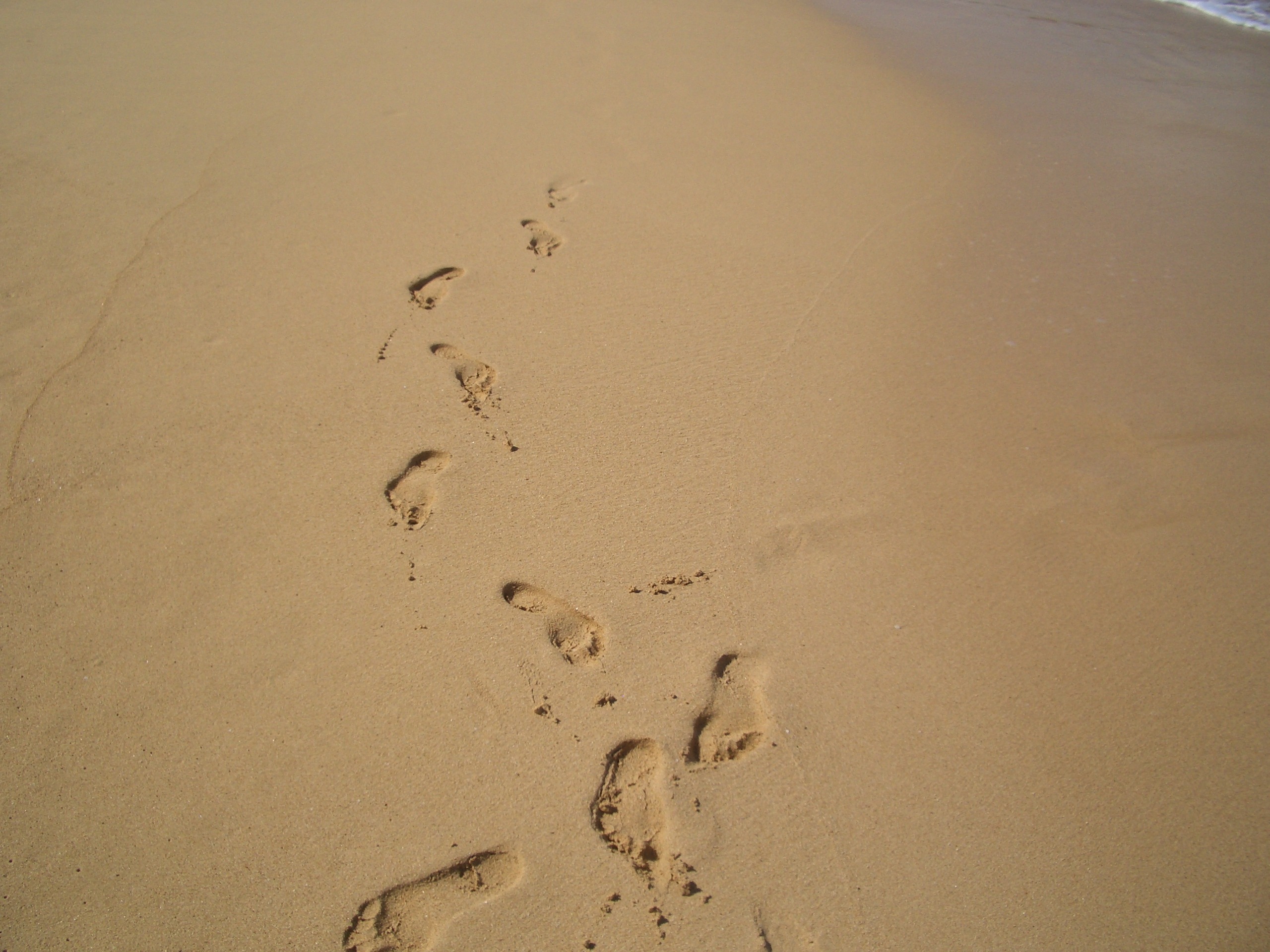 2560x1920 Free Images Beach, Coast, Path, Outdoor, Sand, Wing, Wood, Track