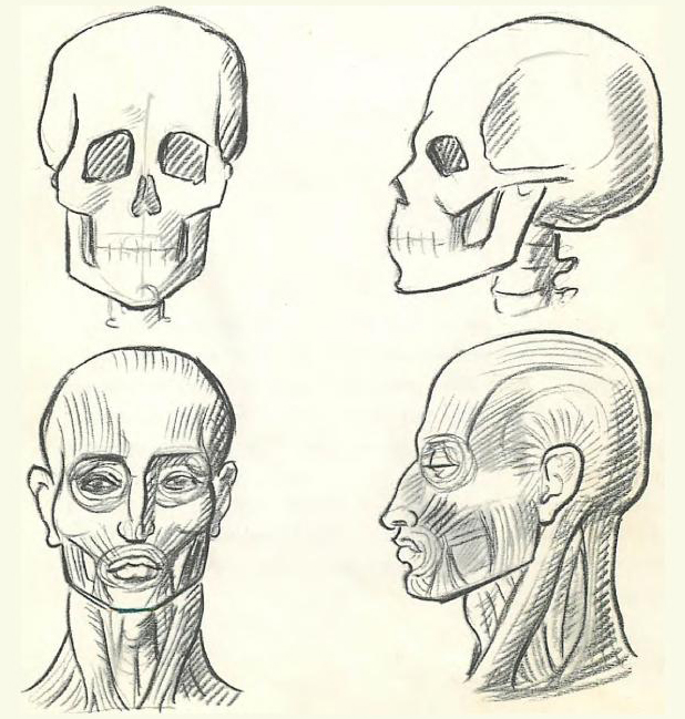 618x649 How To Draw The Human Figure Drawing Body, Head, Facial Features