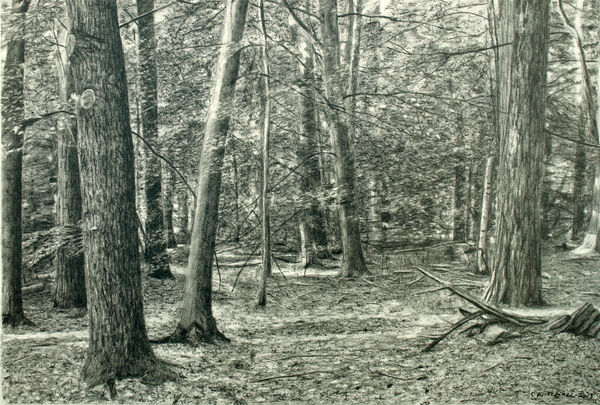 600x405 Forest Drawing Ii