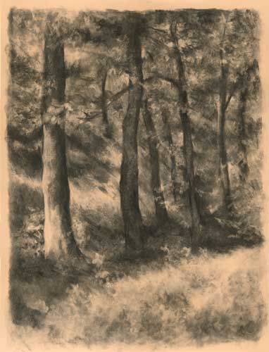 382x500 Forest Charcoal Landscape Drawing Jo Bradney Still Life Oil