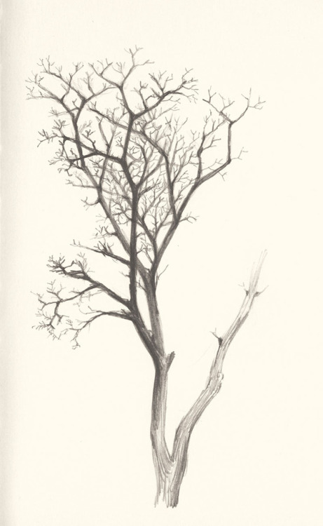 461x750 Daily Sketches