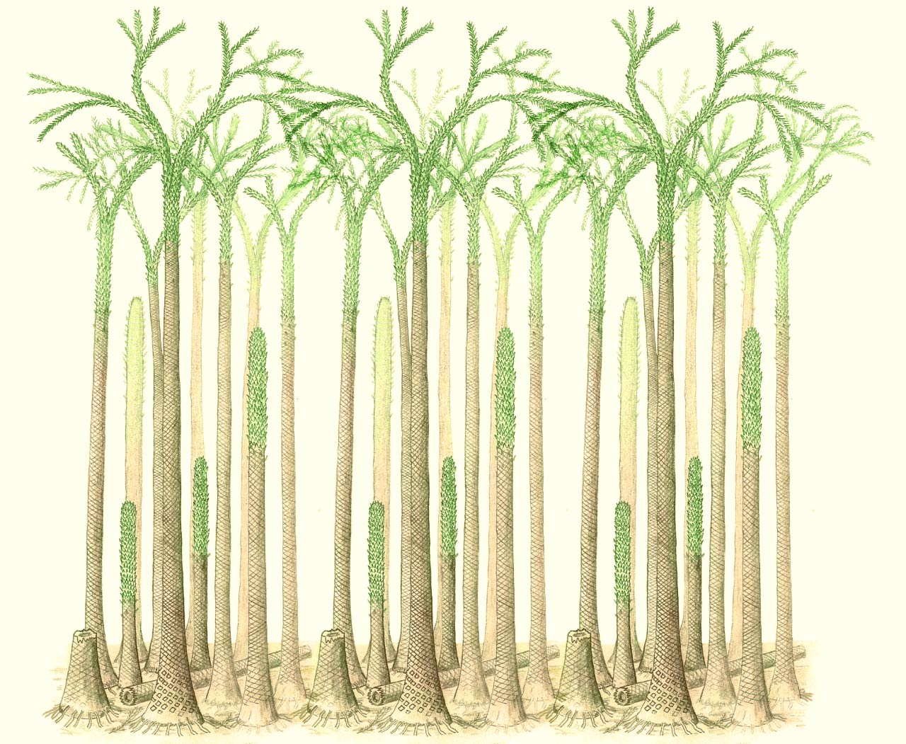 1280x1051 Paleontologists Unearth Tropical Fossil Forests In Norway