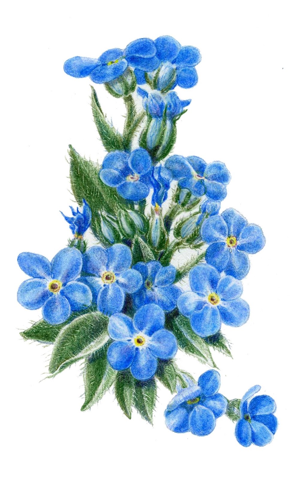 989x1600 Forget Me Nots Illustration