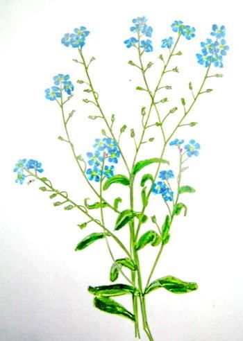 350x492 Forget Me Not Flower