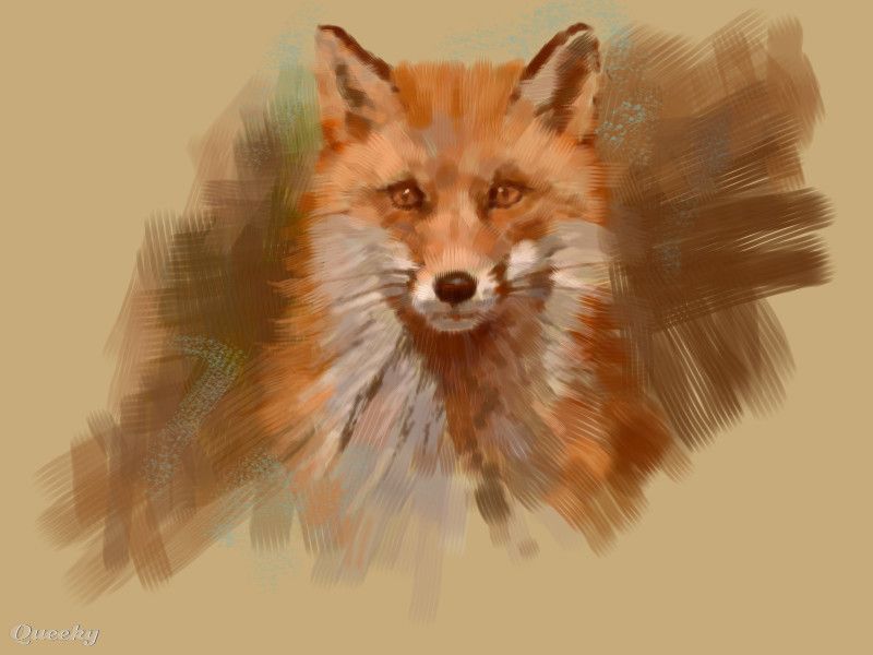 800x600 Red Fox Drawing Red Fox An Animals Drawing By Viridian