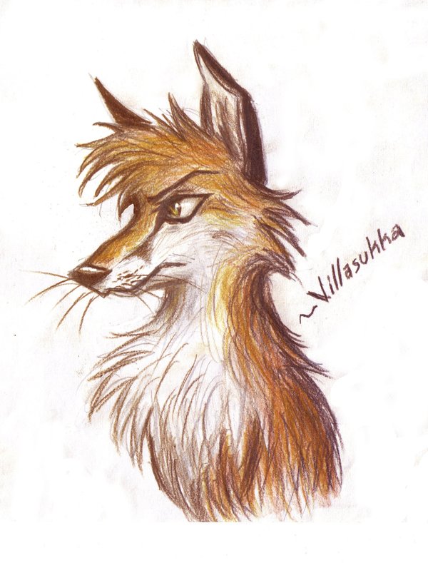 600x789 Fox Drawing By Villasukka