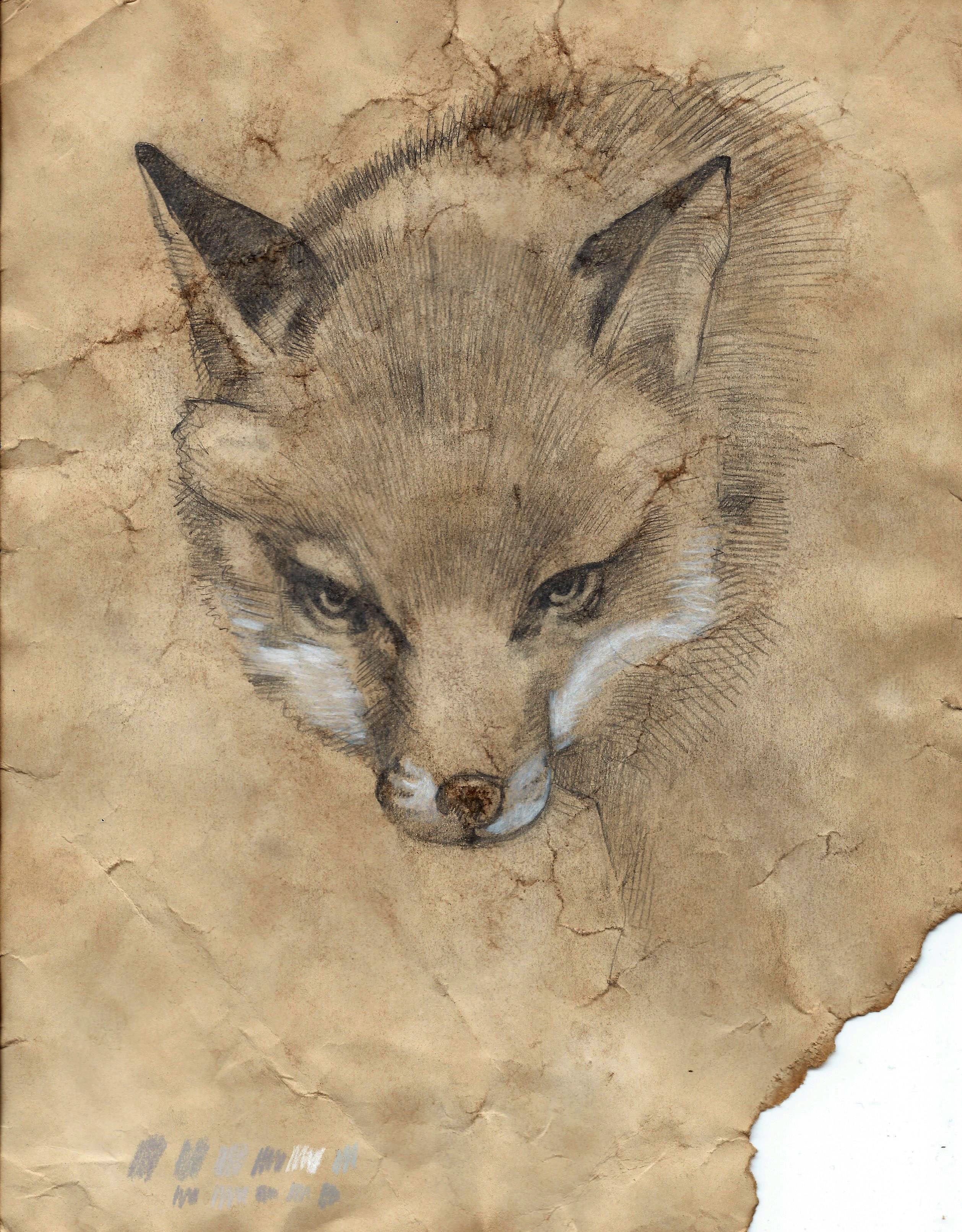 2516x3223 Fox Drawing Daniel Barkeye Tictail