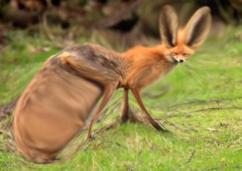 350x247 The Average Fox Drawing In Real Life By The Porygon