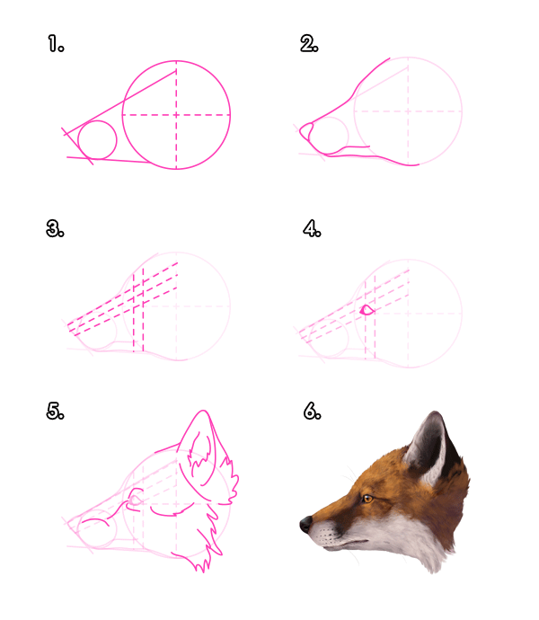 600x690 How To Draw A Red Fox's Head From Profile View.