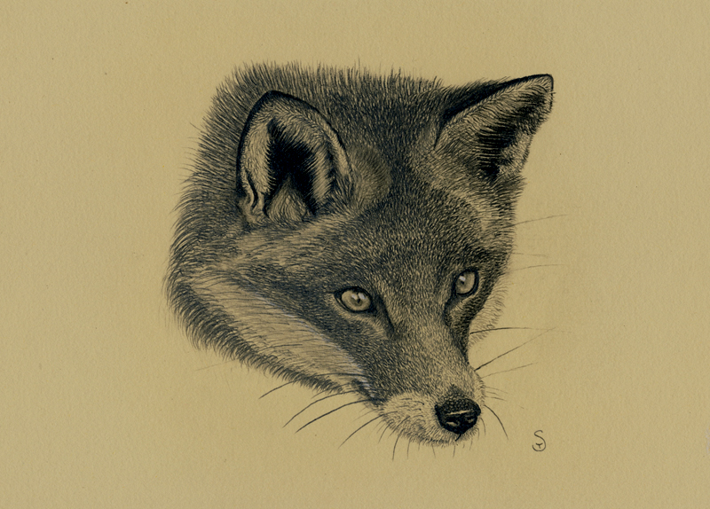 800x574 Red Fox Head Study