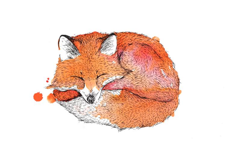 770x514 Saatchi Art Sleeping Fox Drawing By Agnes Meintjes