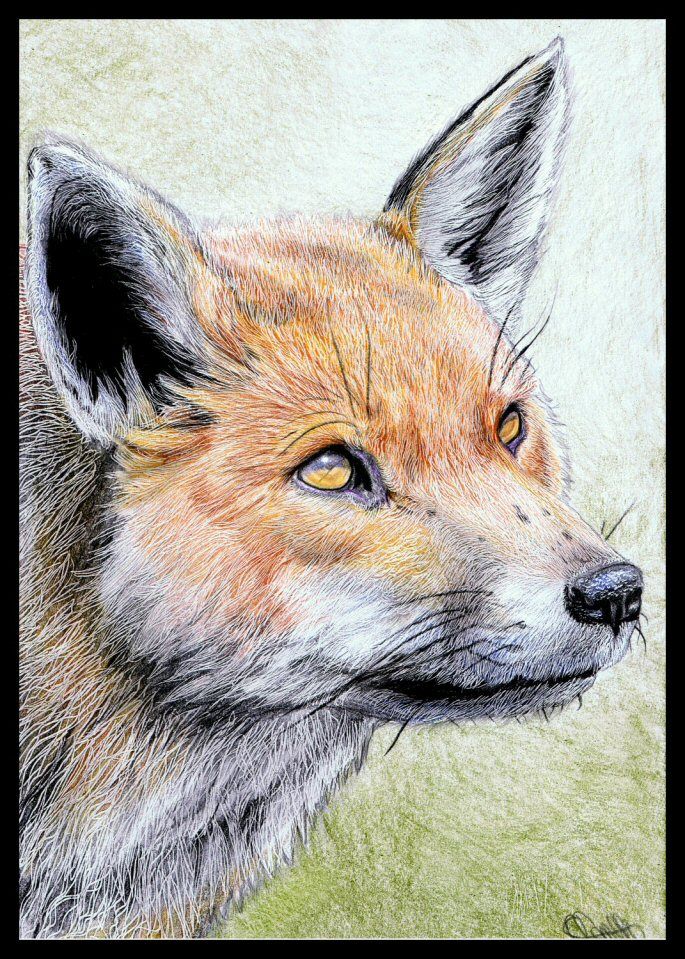 685x959 Fox Portrait In Coloured Pencil. Drawings, Foxes And Colored Pencils