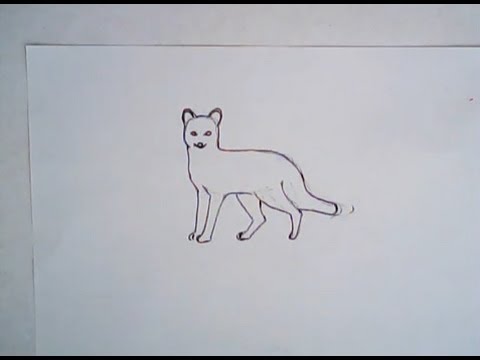 480x360 How To Draw A Grey Fox (Simple Drawing)