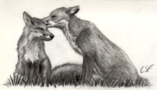 320x184 A Slightly Old Charcoal Drawing Of Two Foxes X3