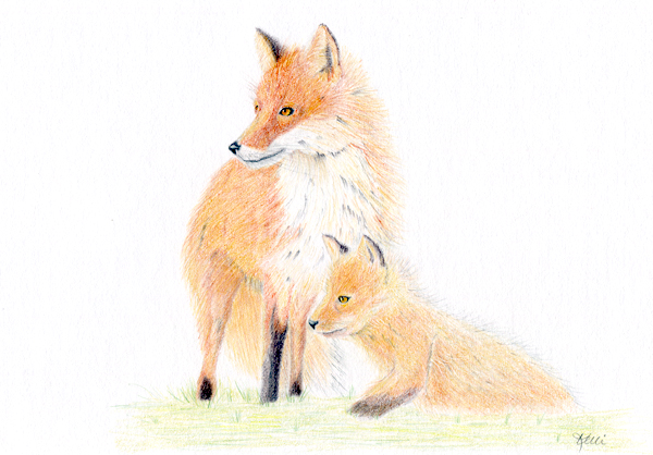 600x418 Red Foxes Drawing Maine Wildlife
