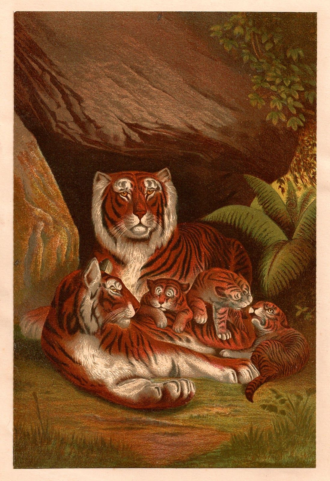 1099x1600 Antique Images Free Animal Graphic Antique, 1885 Illustration