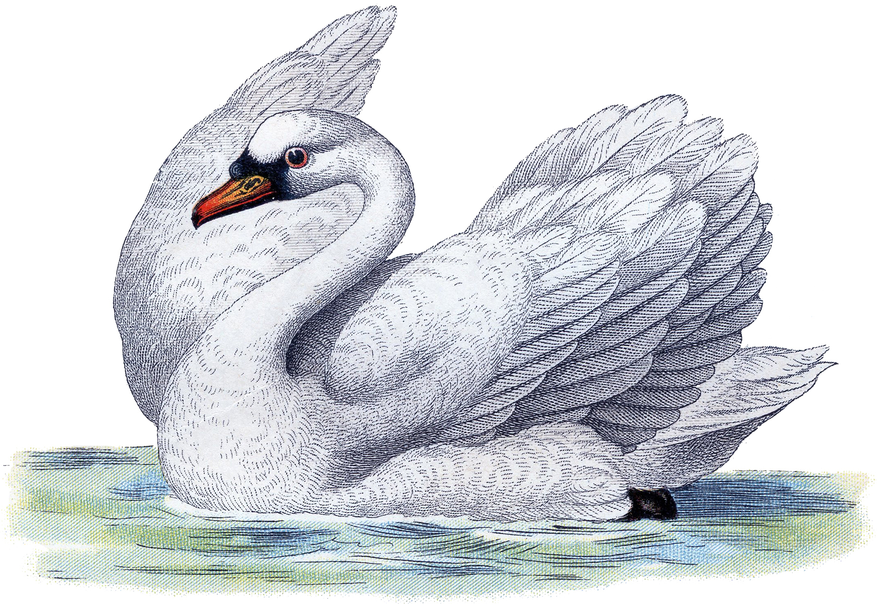 1800x1240 Best Free Swan Image!