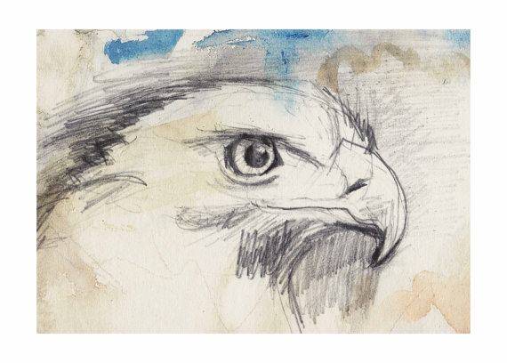 570x408 Eagle, Free Spirit, Animal Art, Art Drawing Illustration, Print