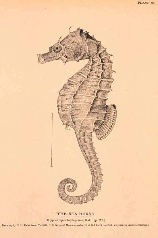 550x825 Vintage Printable