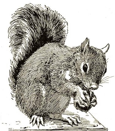 372x422 Squirrel Drawing Free Vintage Art
