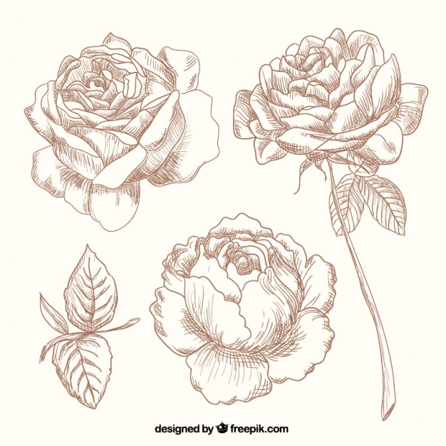 626x626 Hand Drawn Roses Vector Free Download