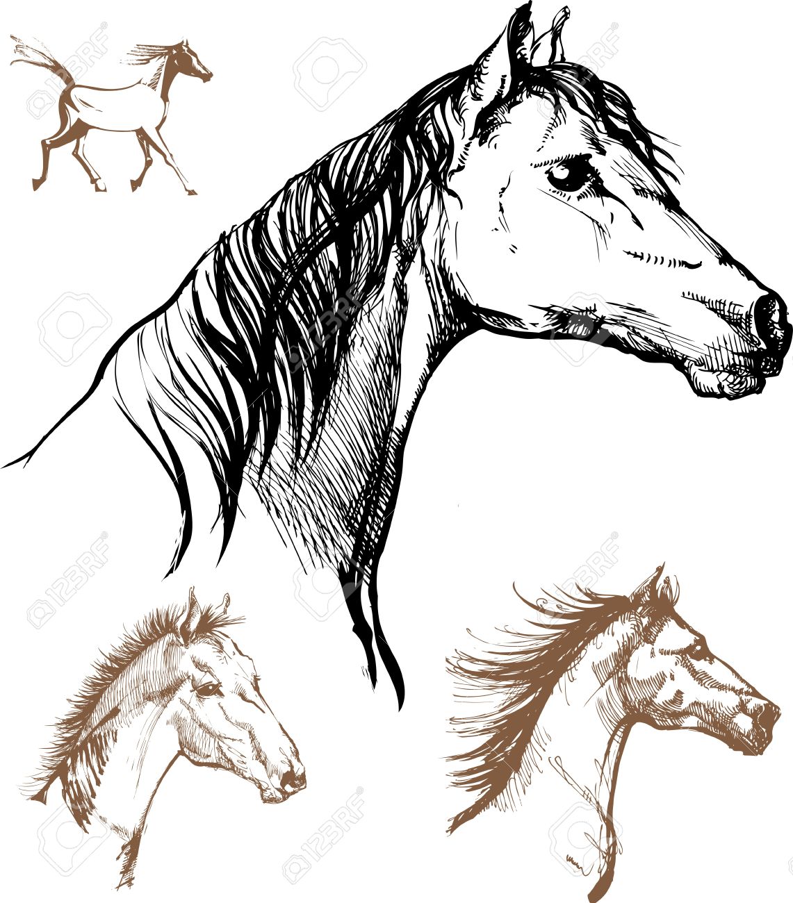 1141x1300 Set Of Drawings Heads Of Horses Royalty Free Cliparts, Vectors