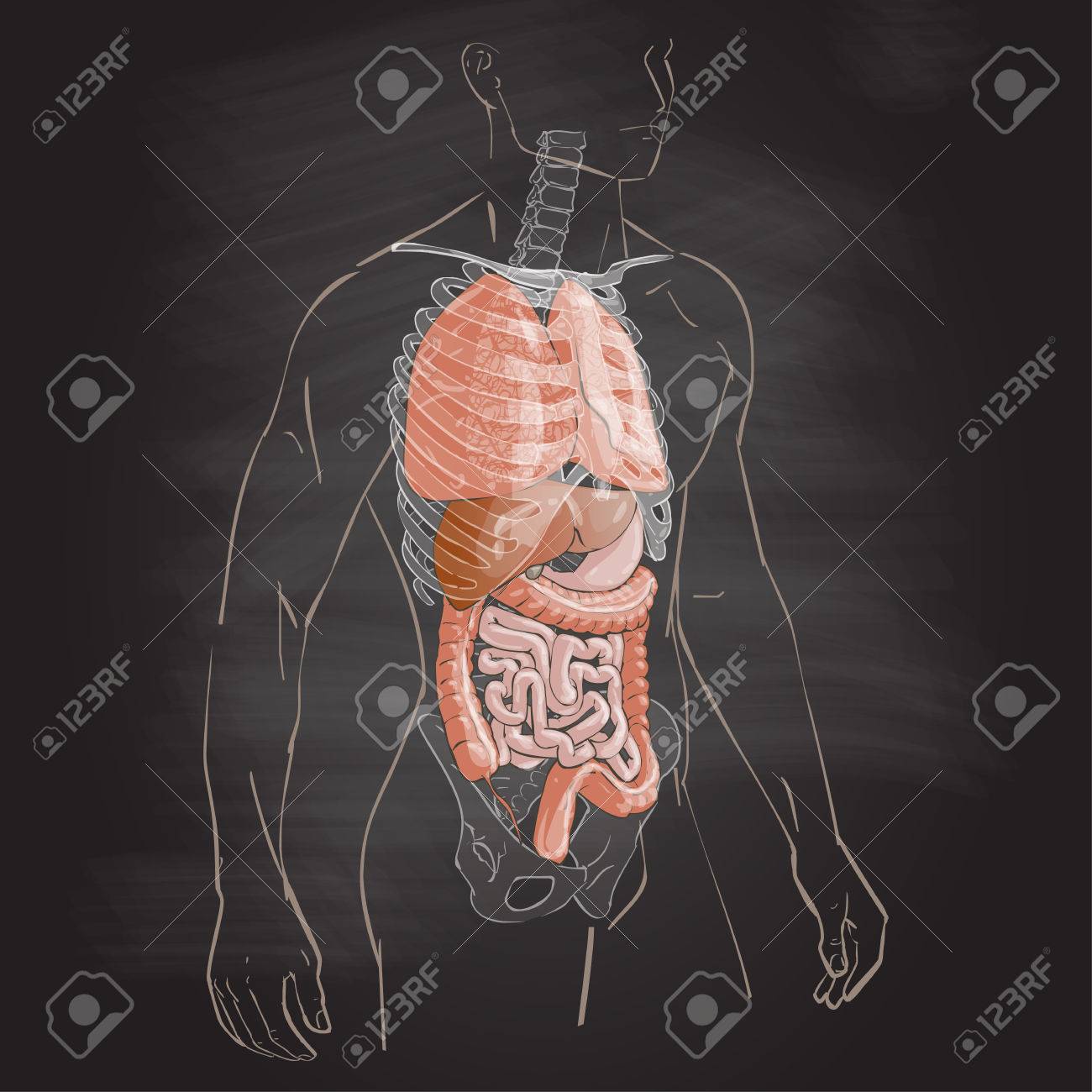 1300x1300 Illustration Human Body Anatomy Medical Internal Organs System