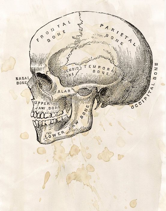 553x700 Skull Diagram