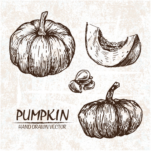 626x626 Hand Drawn Pumpkin Design Vector Free Download