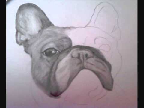 480x360 French Bulldog Drawing.wmv