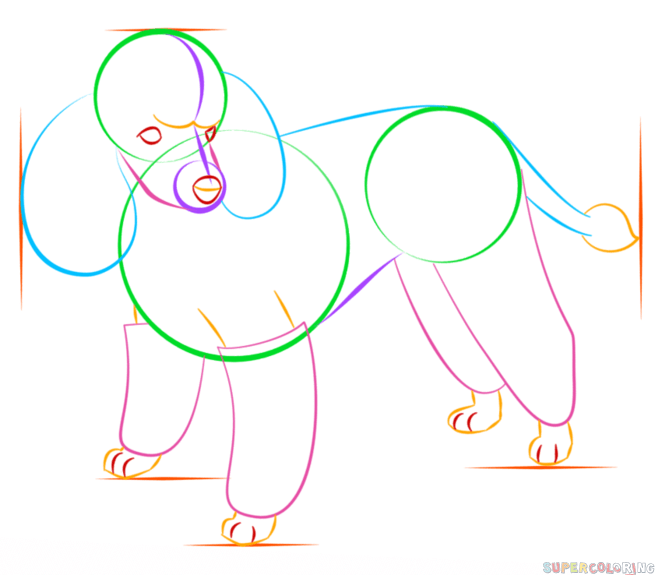 655x575 How To Draw A French Poodle Step By Step Drawing Tutorials How