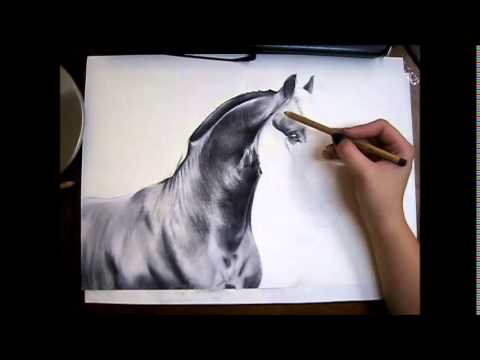 480x360 Friesian Horse Drawing